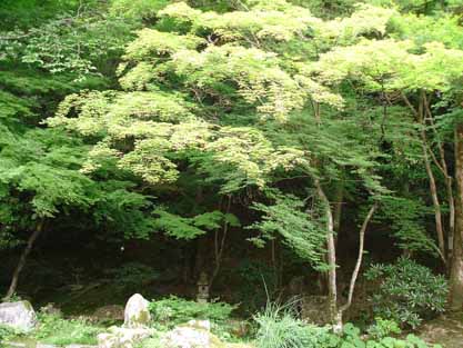 法然院の庭